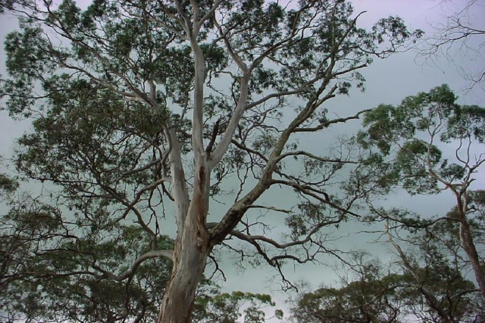 Eucalipto - Albero