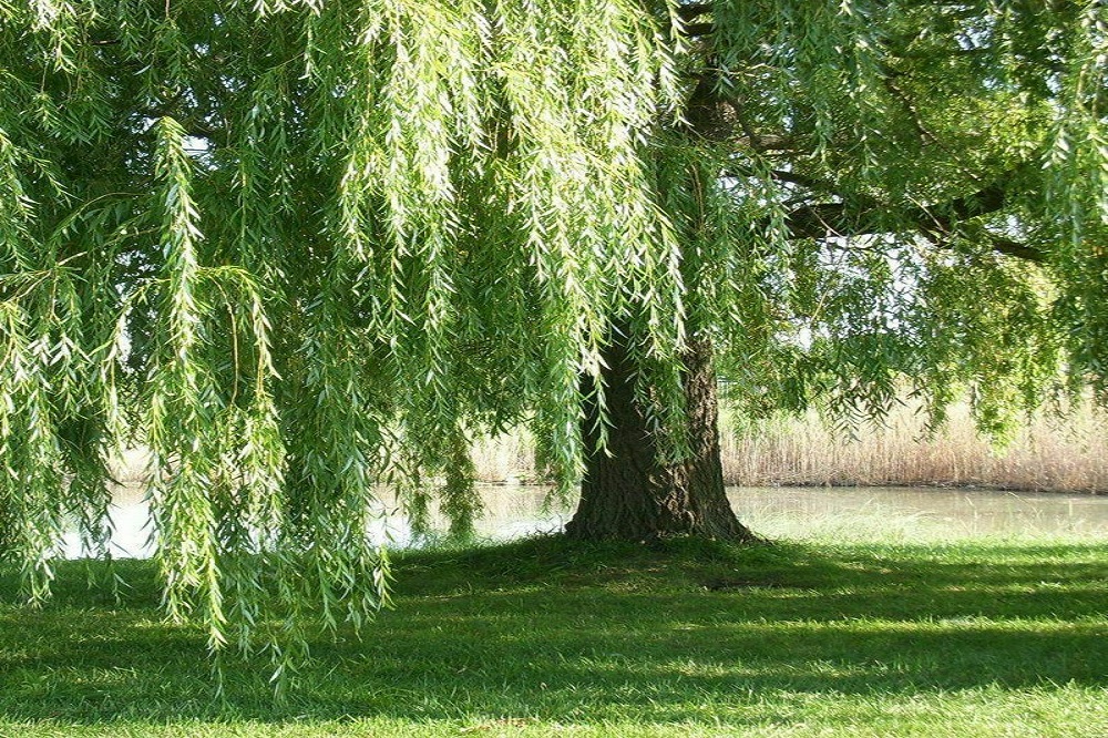 Salice Piangente - Albero